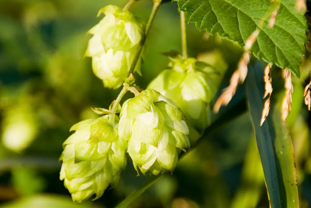 houblon